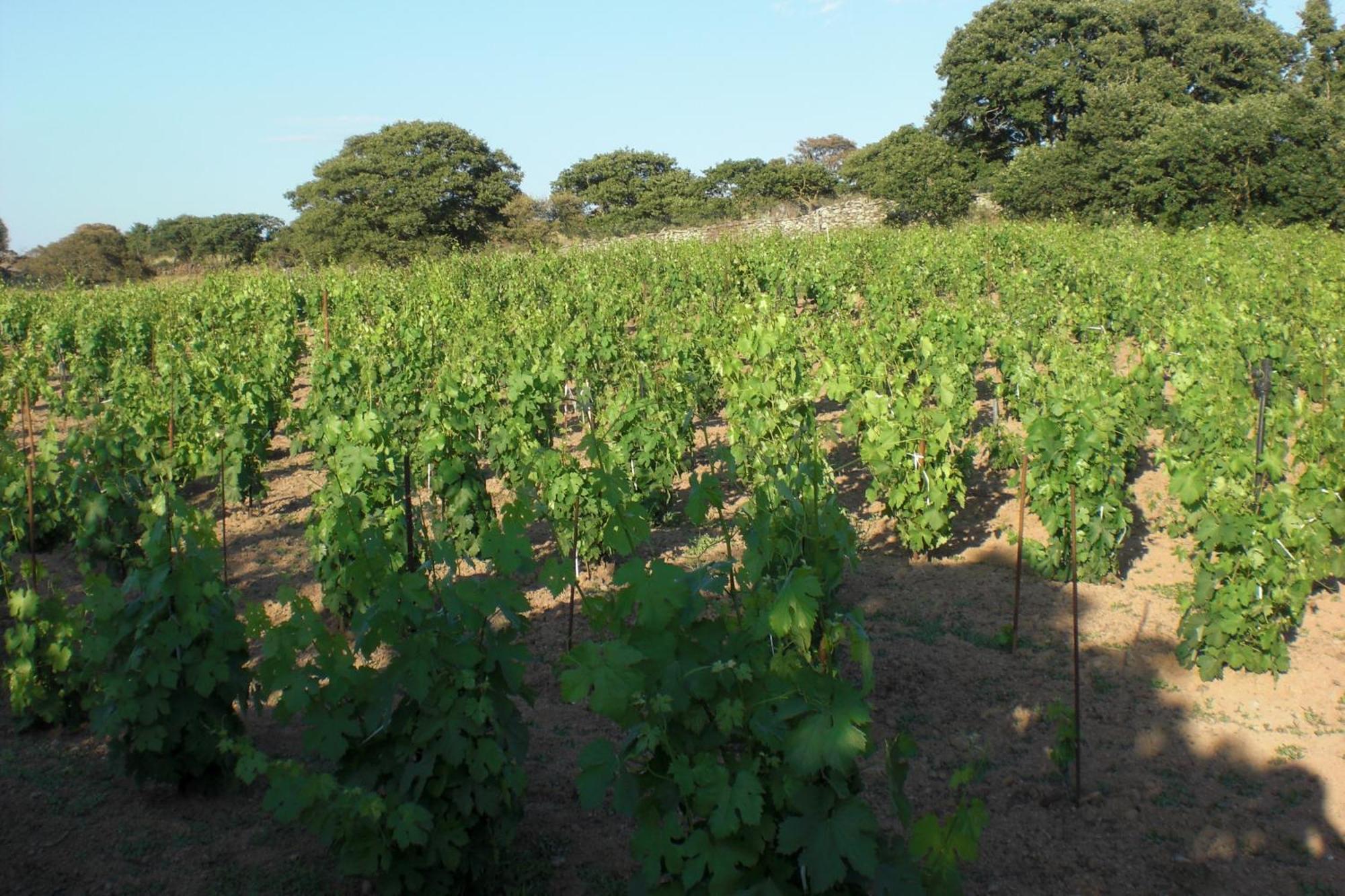Agriturismo Pentuma Chiaramonti Eksteriør billede