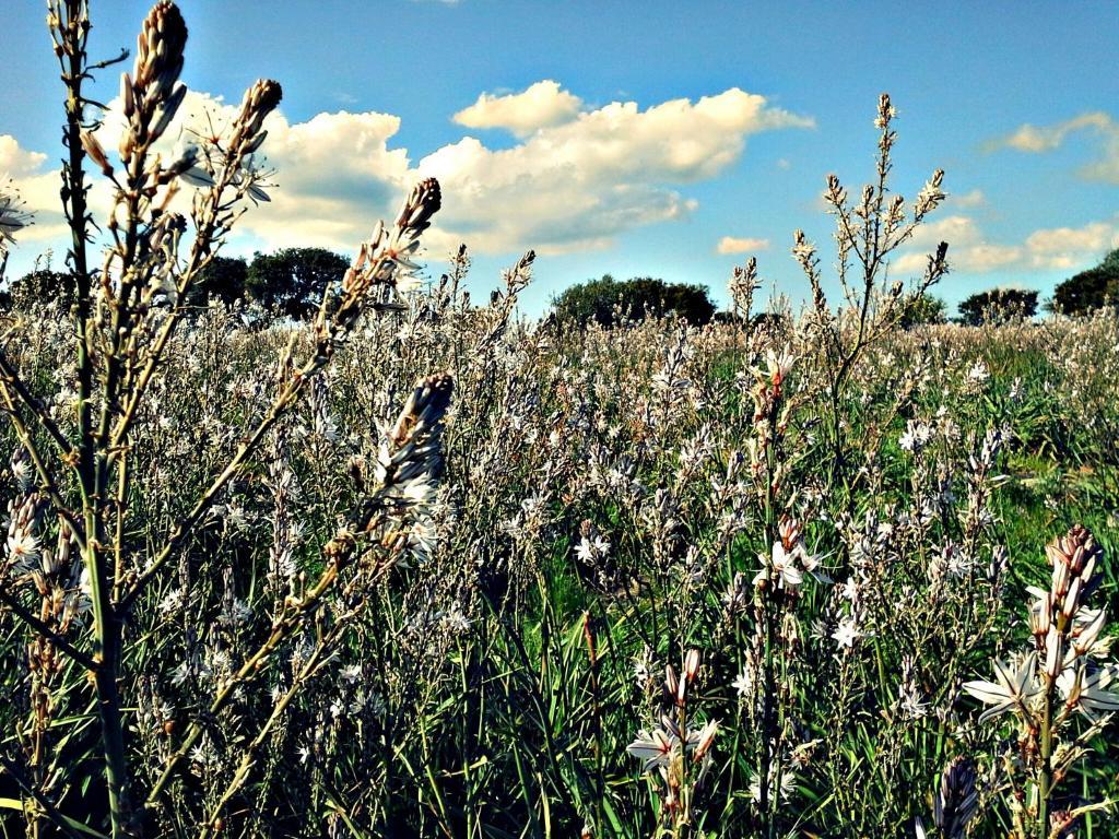 Agriturismo Pentuma Chiaramonti Eksteriør billede