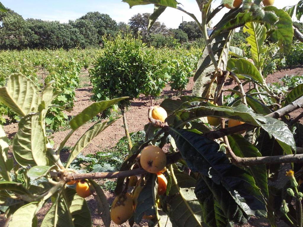 Agriturismo Pentuma Chiaramonti Eksteriør billede